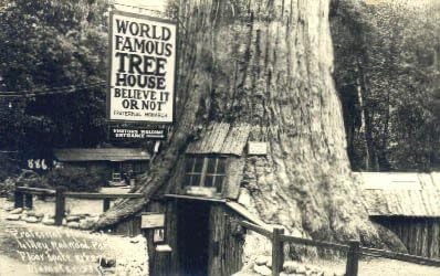 Lilley Redwood Park, carte poștală din California