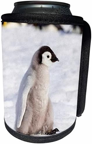 3Drose Antarctica, Snow Hill. Portretul unui împărat pinguin. - Poate o înveliș cu sticlă mai rece