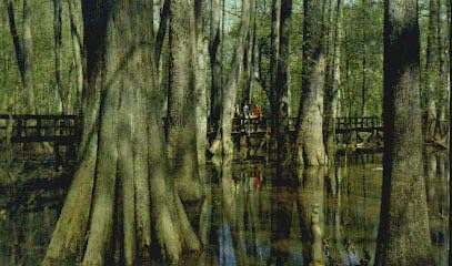 Cypress Swamp, Mississippi, carte poștală